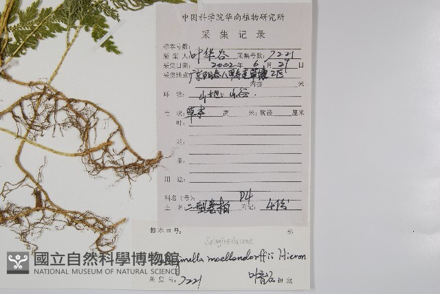 江南卷柏藏品圖，第2張