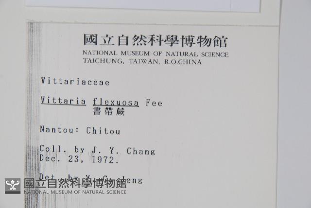 書帶蕨藏品圖，第2張