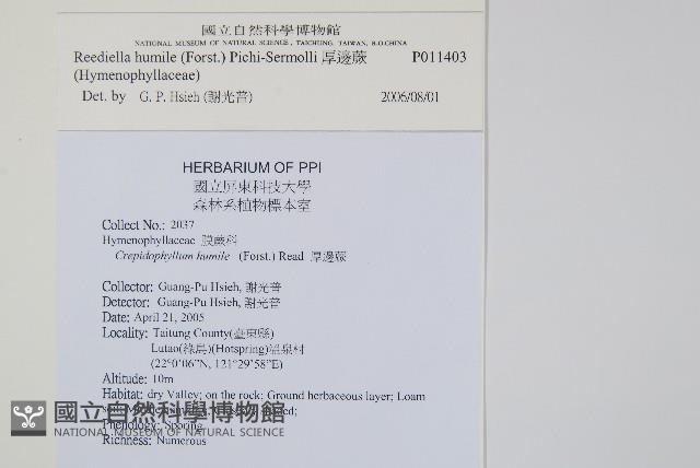 厚邊蕨藏品圖，第2張