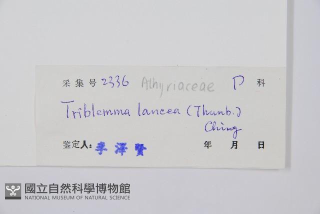 單葉雙蓋蕨藏品圖，第2張