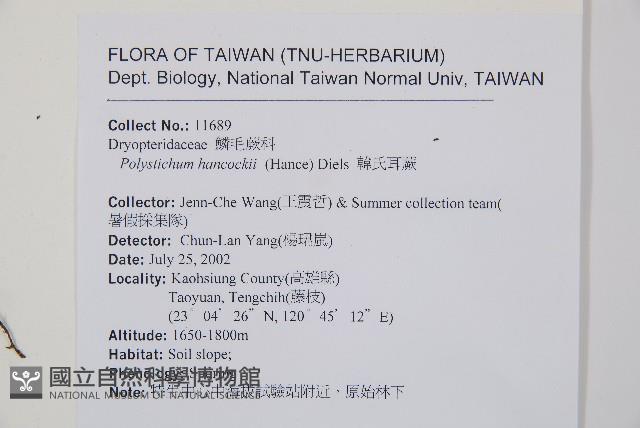 韓氏耳蕨藏品圖，第2張