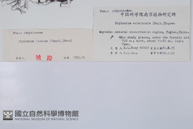 單葉雙蓋蕨藏品圖，第2張