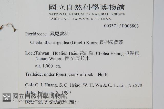 長柄粉背蕨藏品圖，第2張