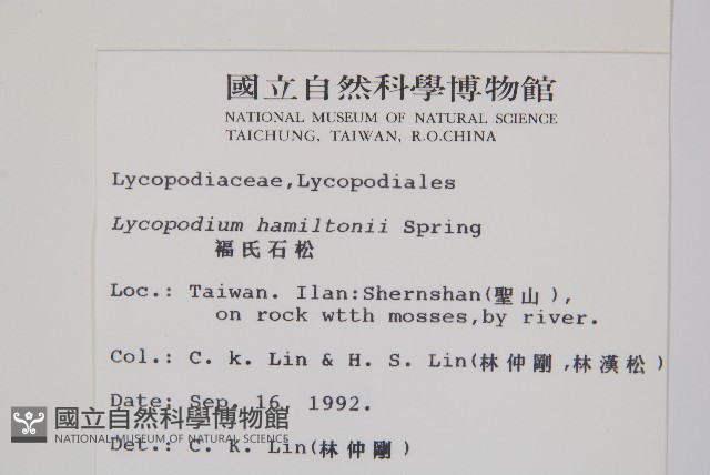 福氏石松藏品圖，第2張