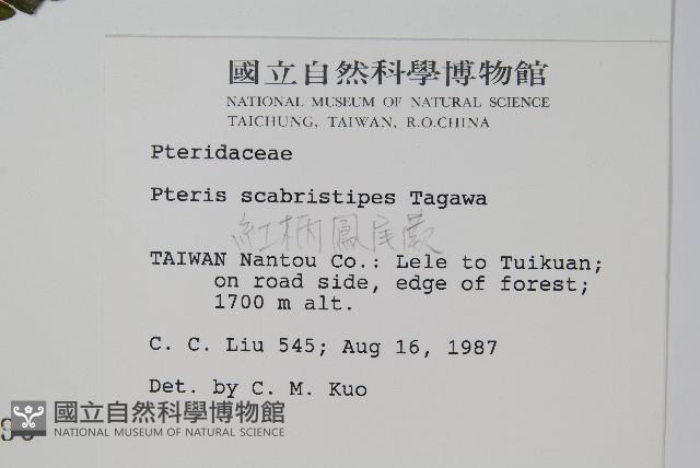 紅柄鳳尾蕨藏品圖，第2張