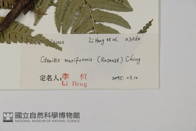 瓦氏鱗毛蕨藏品圖，第2張