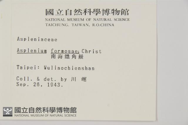 南海鐵角蕨藏品圖，第2張