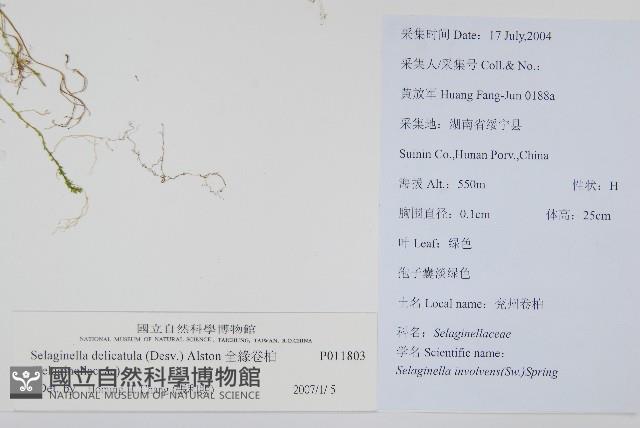 全緣卷柏藏品圖，第2張