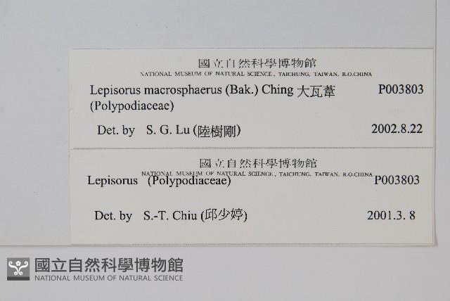 大瓦葦藏品圖，第2張