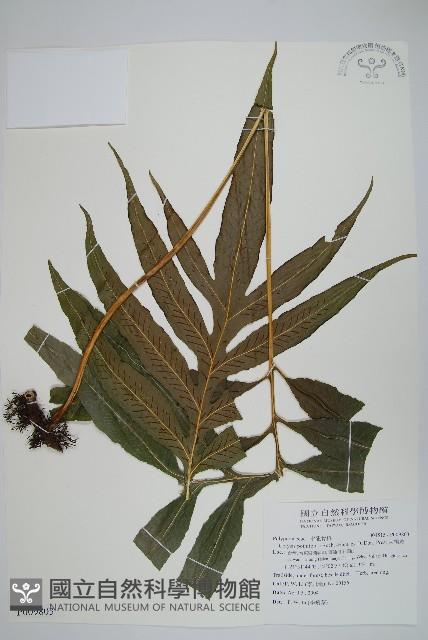 大線蕨藏品圖，第1張