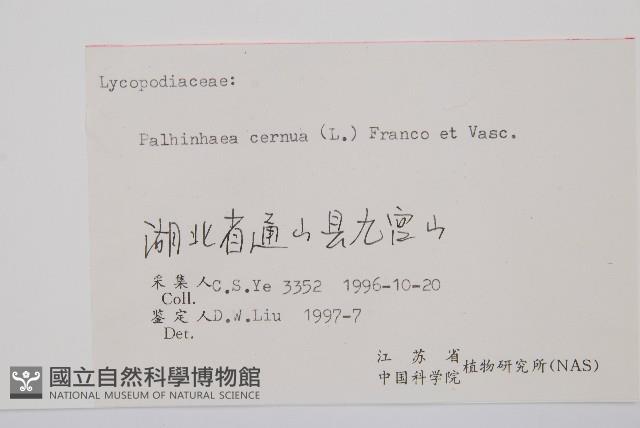 燈龍草藏品圖，第2張