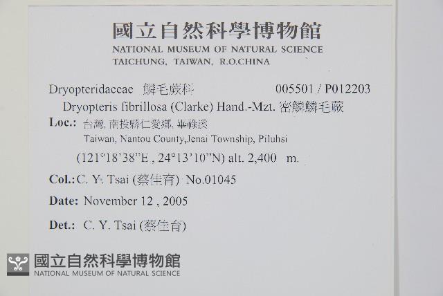 密鱗鱗毛蕨藏品圖，第2張