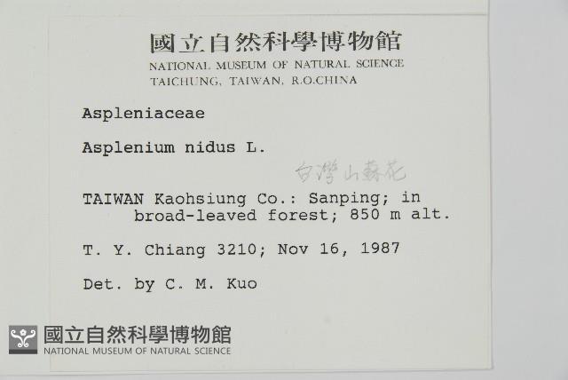 臺灣山蘇花藏品圖，第5張