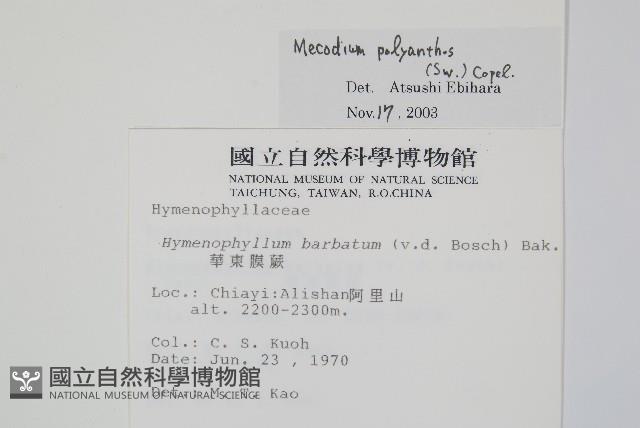 細葉蕗蕨藏品圖，第2張