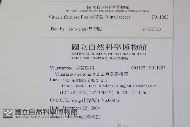 書帶蕨藏品圖，第2張