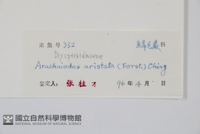 細葉複葉耳蕨藏品圖，第2張