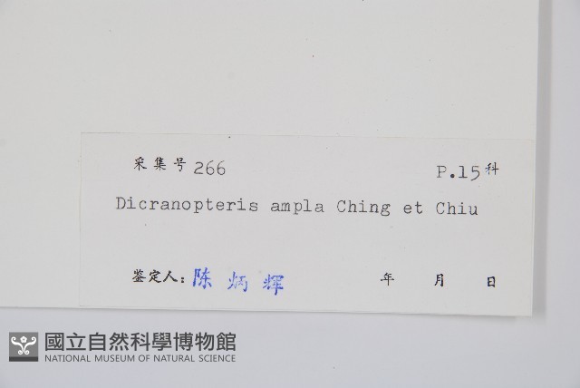 大芒萁藏品圖，第2張