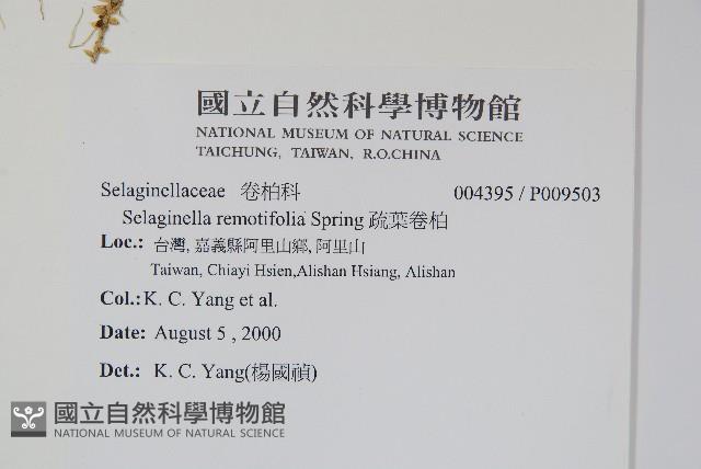 疏葉卷柏藏品圖，第2張