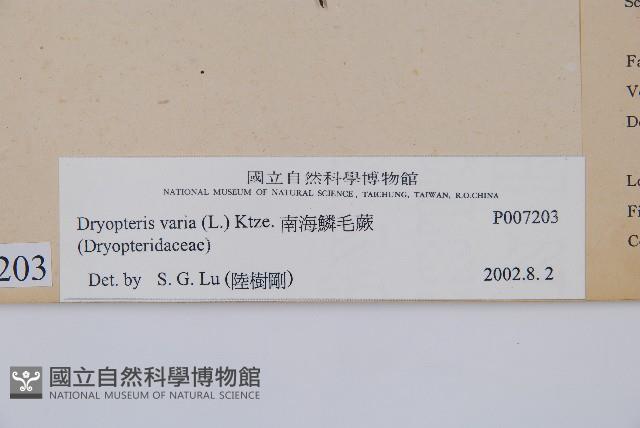 南海鱗毛蕨藏品圖，第2張