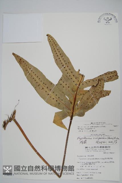 海岸星蕨藏品圖，第1張