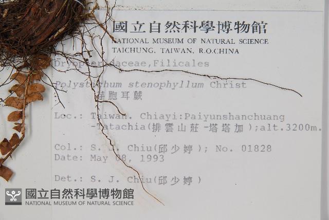 芽胞耳蕨、芽孢耳蕨藏品圖，第2張