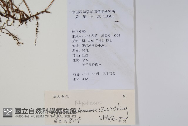 抱樹石葦藏品圖，第2張