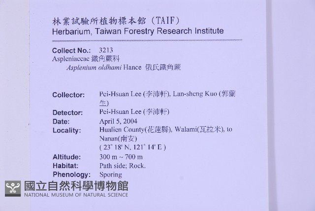 俄氏鐵角蕨藏品圖，第2張