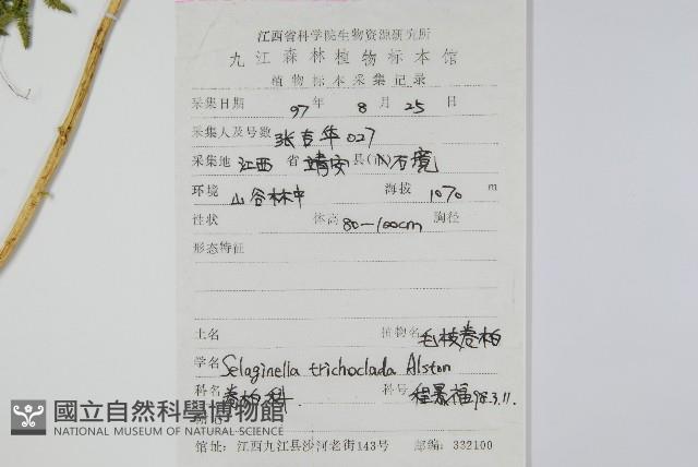 毛枝卷柏藏品圖，第2張