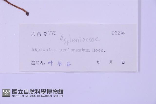 長生鐵角蕨藏品圖，第2張