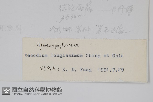 長葉蕗蕨藏品圖，第2張