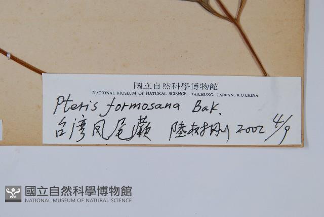 臺灣鳳尾蕨藏品圖，第2張