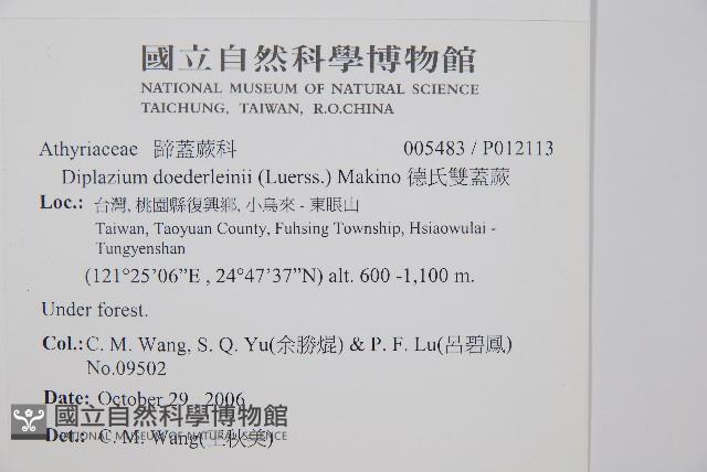 德氏雙蓋蕨藏品圖，第2張