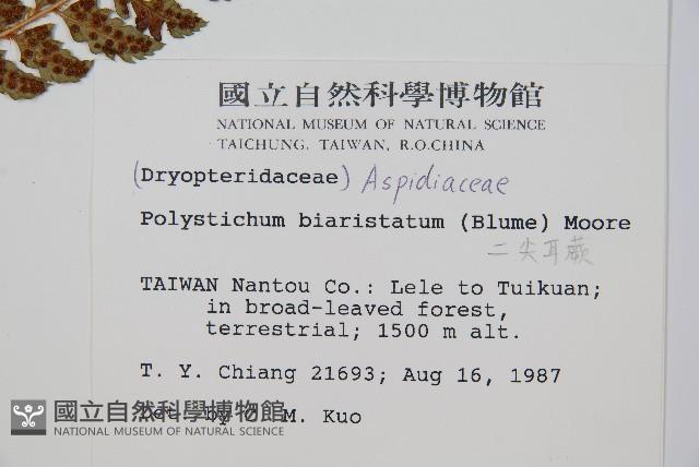 二尖耳蕨藏品圖，第2張