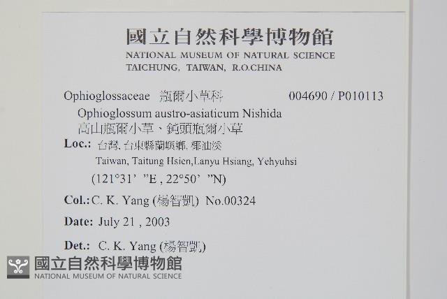 高山瓶爾小草、鈍頭瓶爾小草藏品圖，第2張