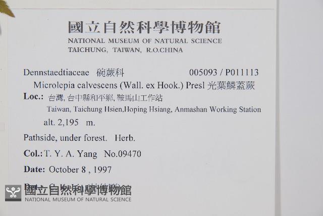 光葉鱗蓋蕨藏品圖，第2張