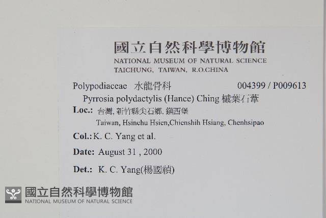 槭葉石葦藏品圖，第2張