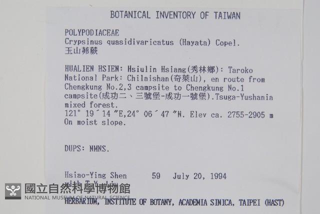 玉山茀蕨藏品圖，第2張