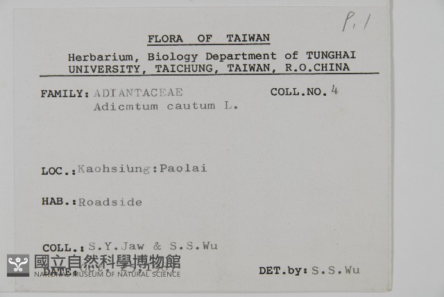 鞭葉鐵線蕨藏品圖，第2張
