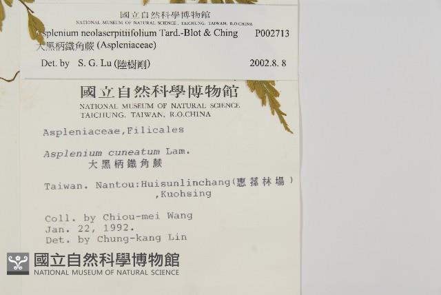 大黑柄鐵角蕨、黃鱗鐵角蕨、大羽鐵角蕨藏品圖，第2張