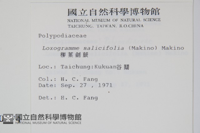 柳葉劍蕨藏品圖，第2張