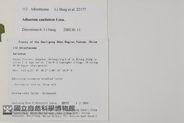 鞭葉鐵線蕨藏品圖，第2張