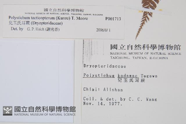 兒玉氏耳蕨藏品圖，第2張