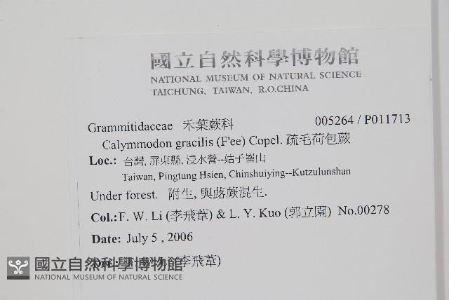 疏毛荷包蕨藏品圖，第2張