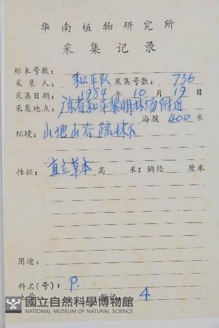 裂葉雙蓋蕨藏品圖，第2張