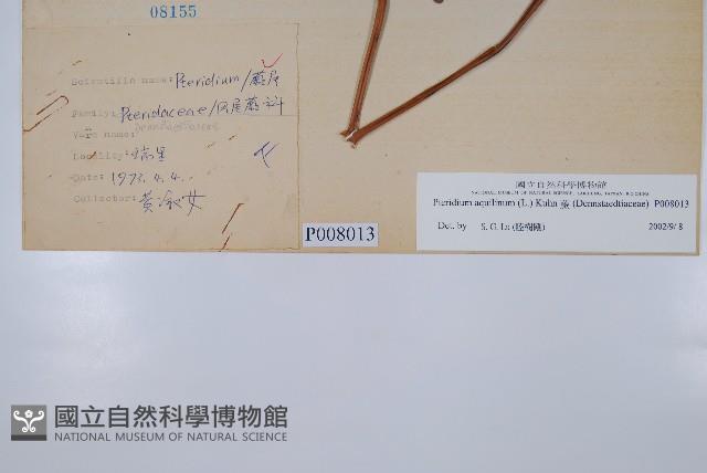 蕨藏品圖，第2張