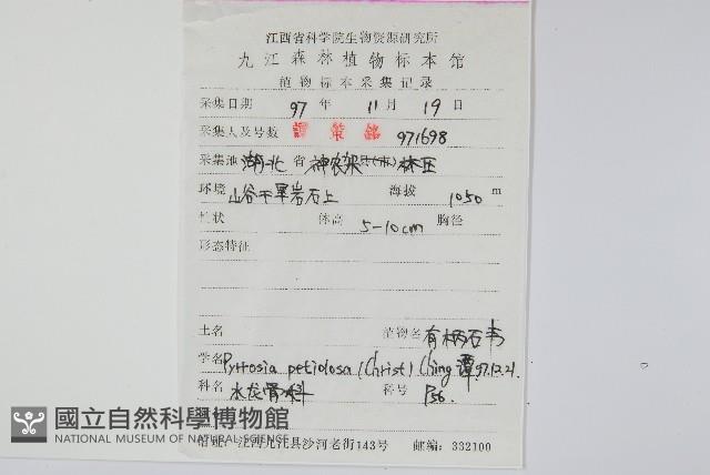 有柄石韋藏品圖，第2張