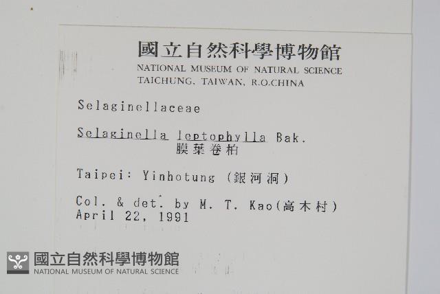 膜葉卷柏藏品圖，第2張