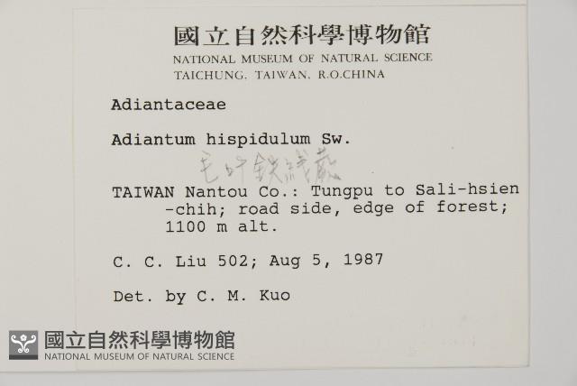 毛葉鐵線蕨藏品圖，第2張