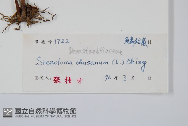 烏蕨藏品圖，第2張