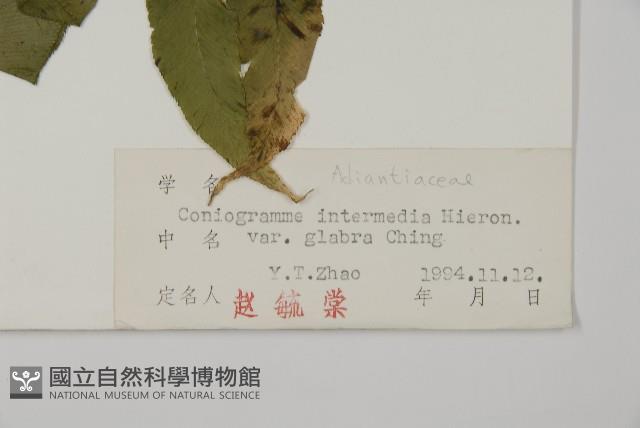 登錄號:P004013藏品圖，第5張